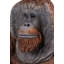 Statue orang-outan assis