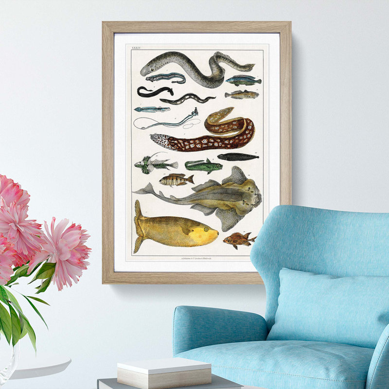 Various Fishes XXXIV by Oliver Goldsmith - Picture Frame Painting Print, 27cm H x 36cm W x 2cm D, Oak Framed