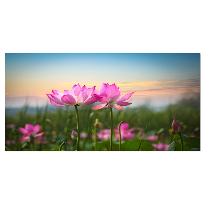 «Blooming Lotus Flowers at Sunset», impression sur toile tendue, H 12 po x l 20 po x P 1 po