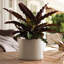 Pot à fleurs rond intérieur / extérieur en plastique moderne avec soucoupe-1944428763-1933896410