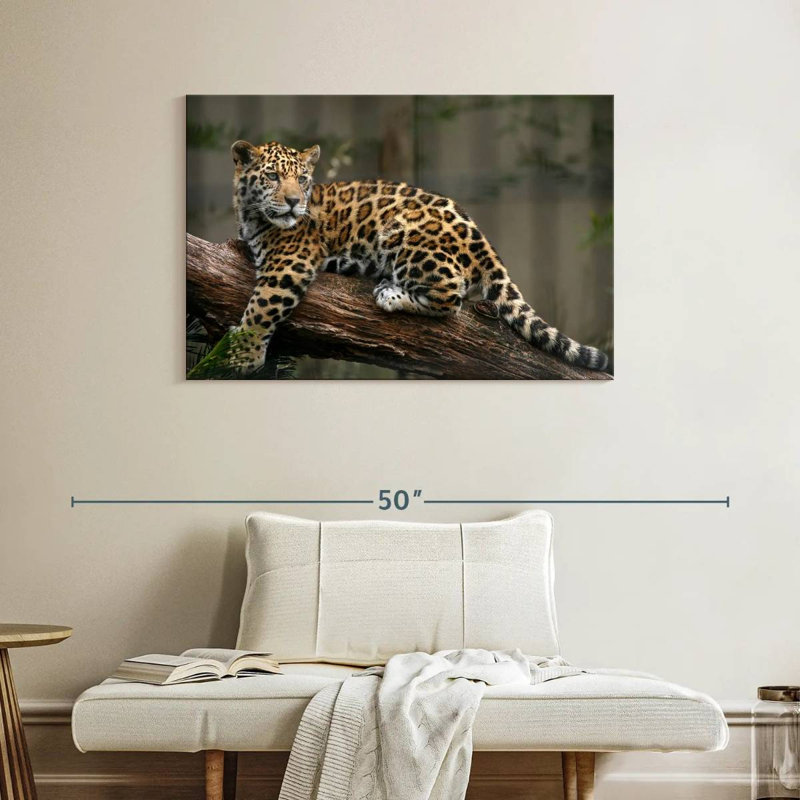 Regard de bébé jaguar Brampt, H 26 po x l 39 po
