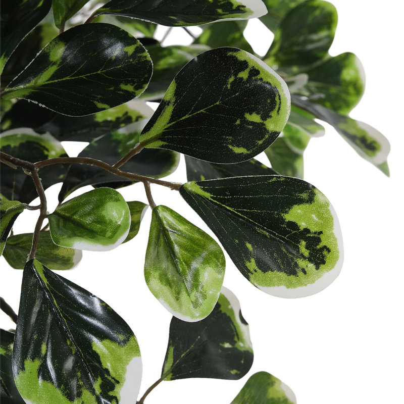 185cm Plant
