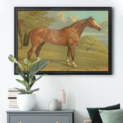 " Cassells Thoroughbred I "