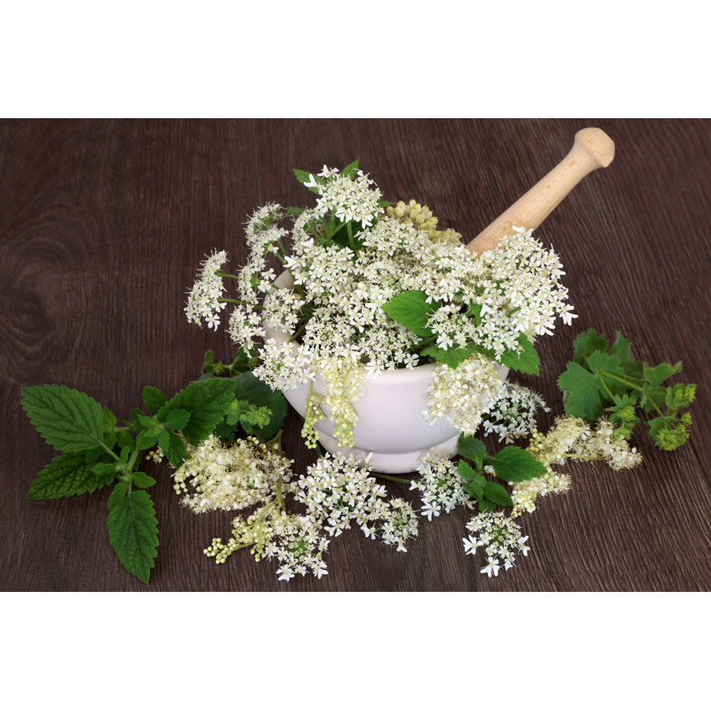 Natural Herbal Medicine 1 Piece Wrapped Canvas Wall Art, 20cm H x 30cm W