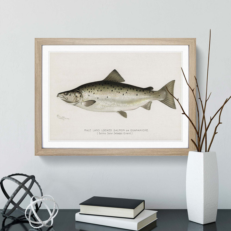 Male Land Locked Salmon by Sherman F. Denton - Framed Print, 36cm H x 48cm W x 2cm D, Oak Framed