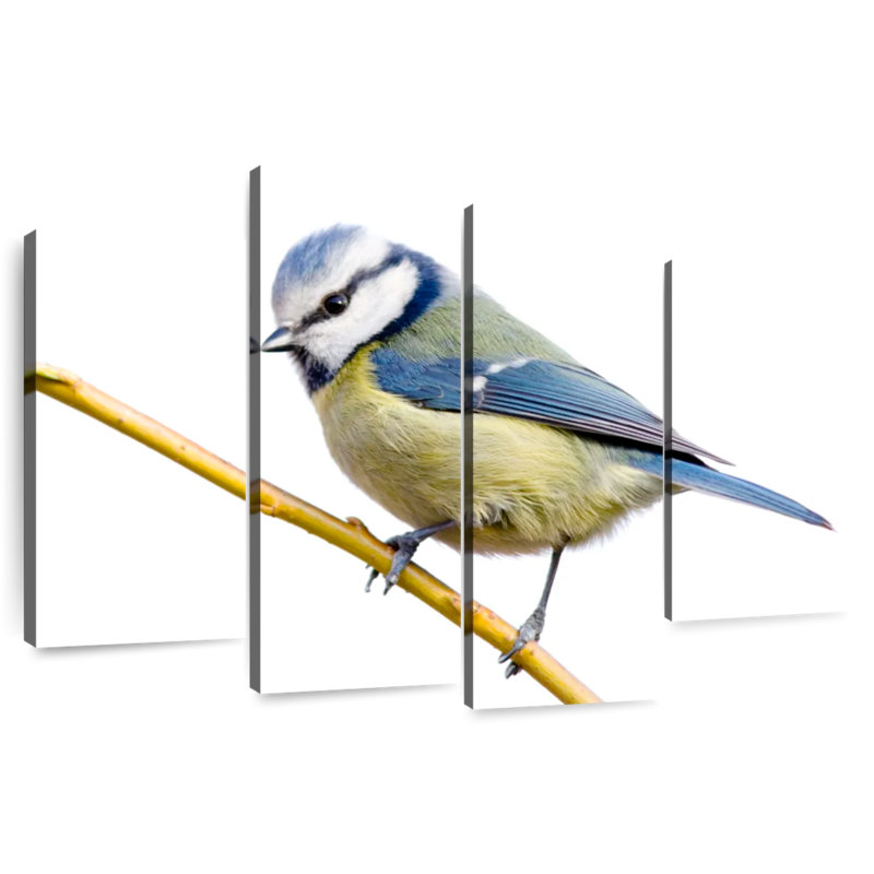 Feathery Blue Tit, H 27 po x l 43 po
