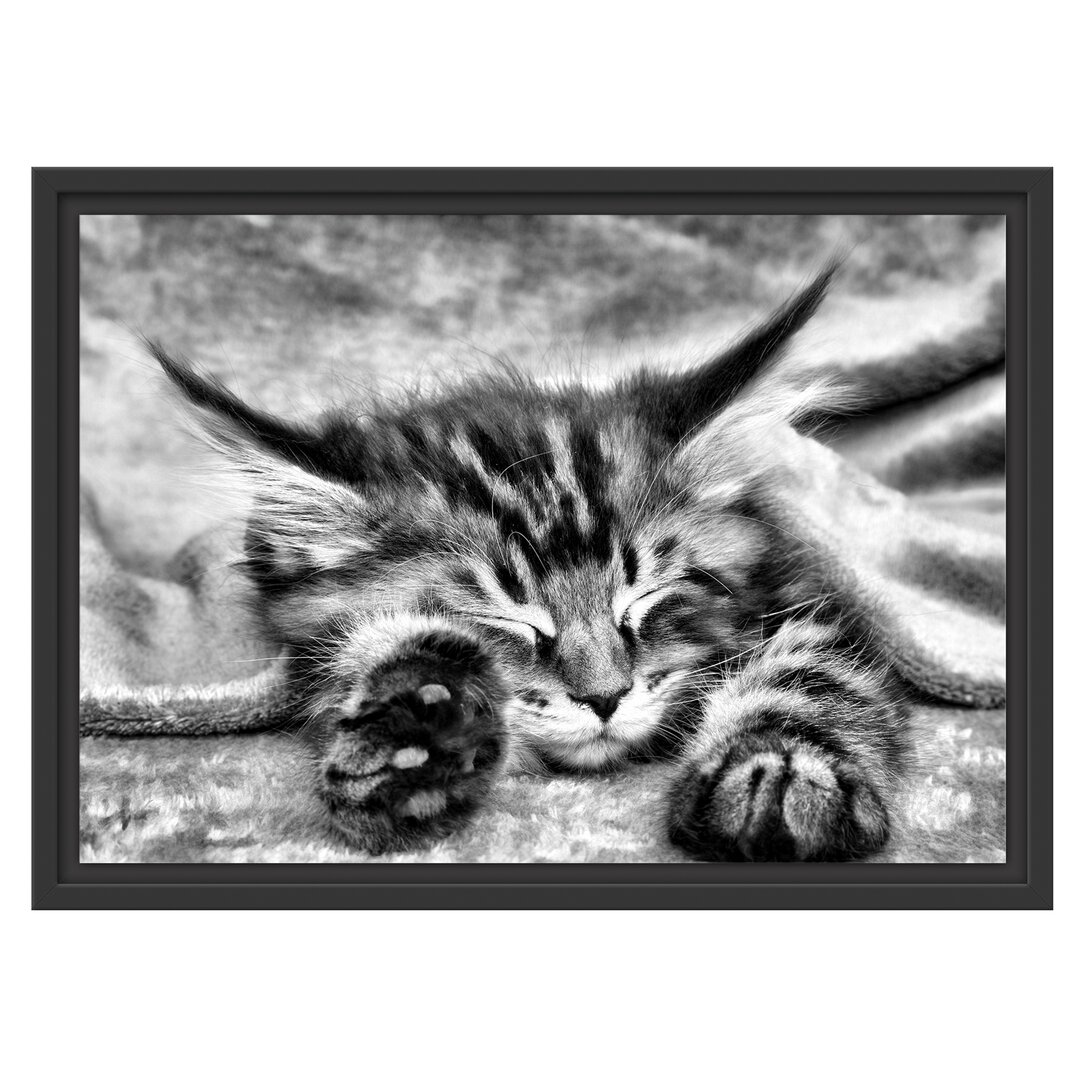 Gerahmtes Wandbild Baby-Katze, rote Bettdecke,