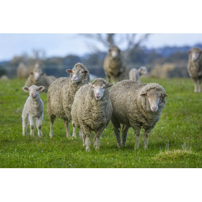 Sheep Out in The Paddock by Tracielouise