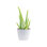 Aloe Succulent in Planter