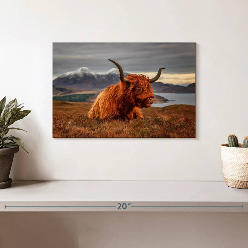 Vache Highland sentant le vent, H 8 po x l 12 po