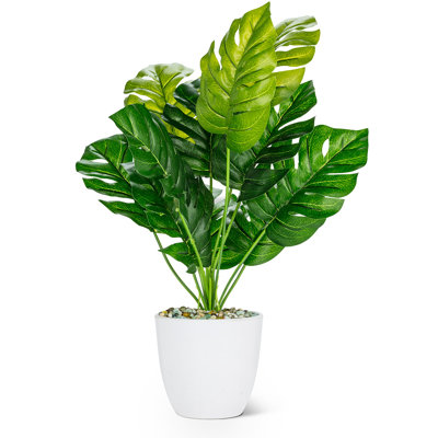 Grande plante à feuilles Monsterra