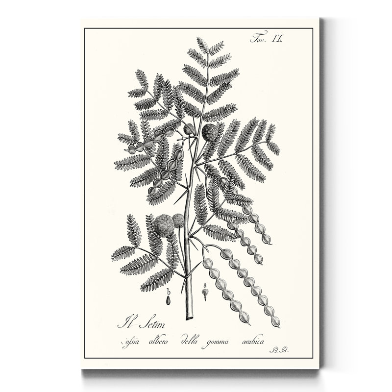 «Antique Black and White Botanical», reproduction d'art sur toile tendue, H 27 po x l 18 po x P 1 po