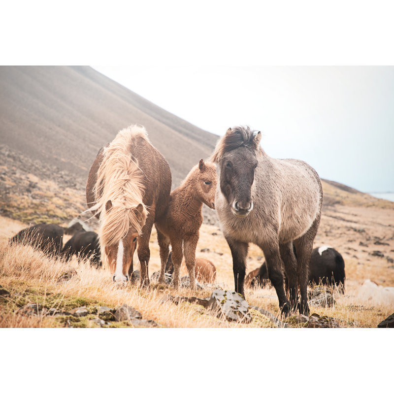 Horses Of Hofn I by Laura Marshall - Wrapped Canvas Print, 51cm H x 76cm W