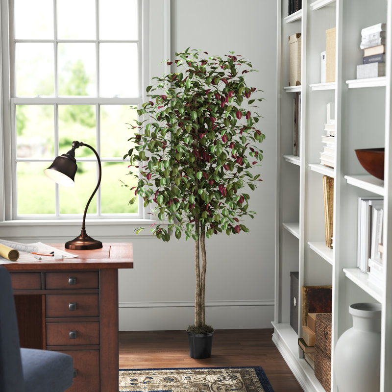 Arbre à feuillage 66 po en pot, 72' H X 34' W X 34' D