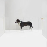 Clear Zig Zag Pet Gate Wall Mounted Pet Gate with Gold Latch