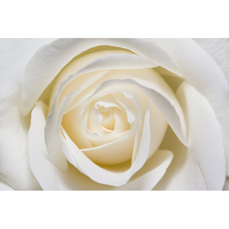 White Rose by Injenerker - Wrapped Canvas Print, 20cm H x 30cm W