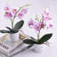 Arrangement in Vase