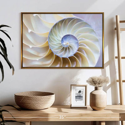Empty Nautilus Shell