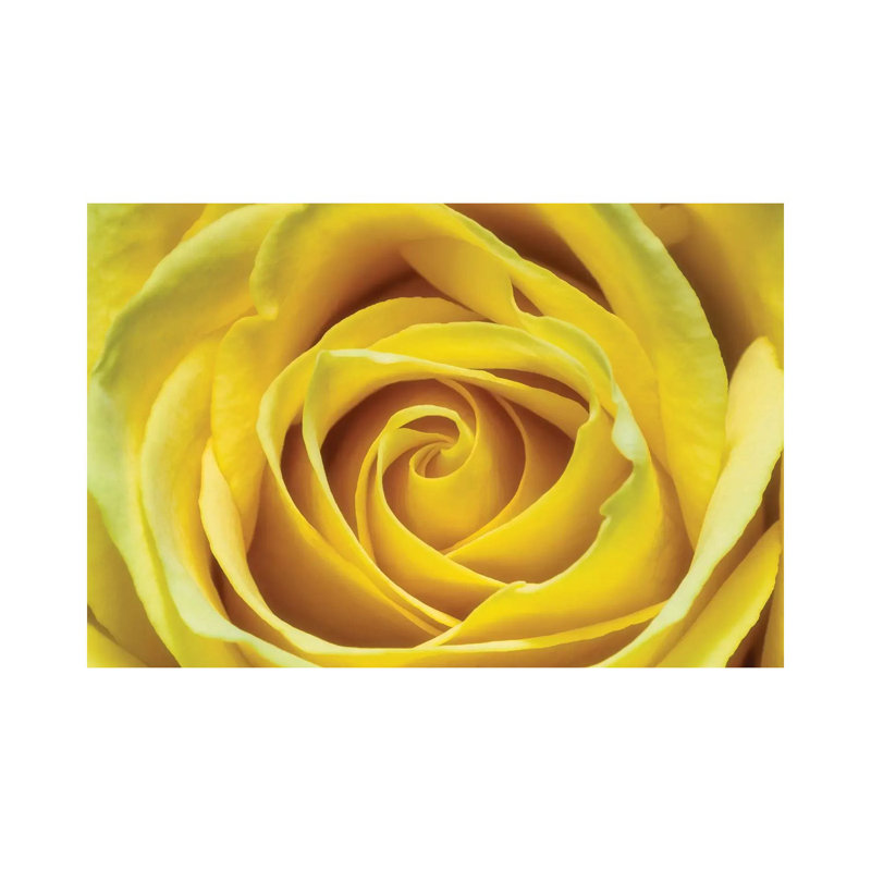 Yellow Rose by Glauco Meneghelli - Wrapped Canvas Print, 101.6 cm H x 66.04 cm W x 3.175 cm D