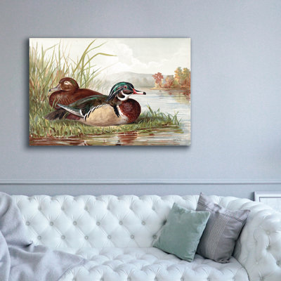  'Resting Duck 2' by Stellar Design Studio Canvas Wall Art, 60" x 40"