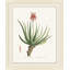 Blooming Cacti 5 Print by Nathan Turner