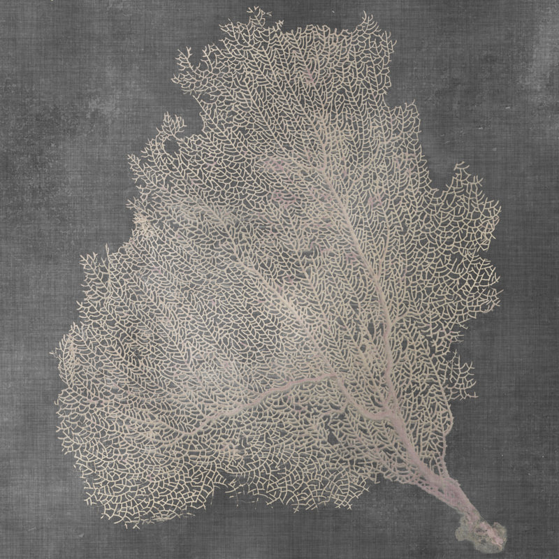 Natural Sea Fan VII by Vision Studio - Wrapped Canvas Print, 30cm H x 30cm W