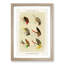 Bass Fishing Flies Versions 7 by Mary Orvis Marbury - Picture Frame Painting Print-55683552-55683553