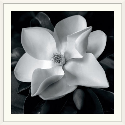 « magnolia » par reproduction de photo Debra Van Swearingen
