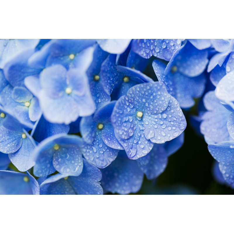 Blue Hydrangea Flowers - Wrapped Canvas Print, 51cm H x 76cm W