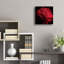 «Red Chrysanthemum On Black» par Tom Quartermaine-1872545881