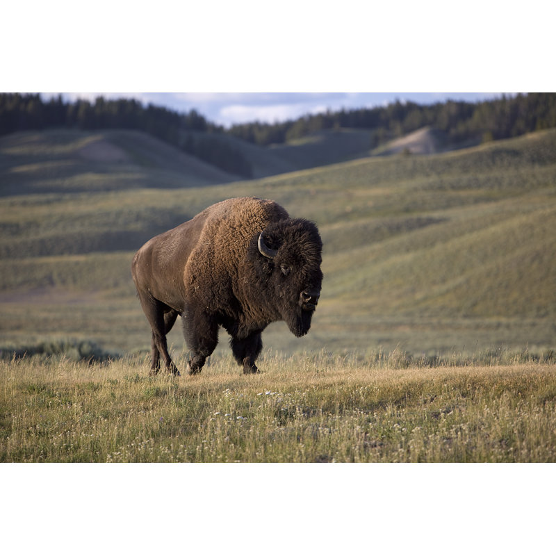 Buffalo - Wrapped Canvas Print, 51cm H x 76cm W