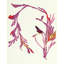 Plants XIII Print by Hable Construction-26774366-26774371