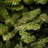 Natural Fraser Slim Fir Tree-1000251845