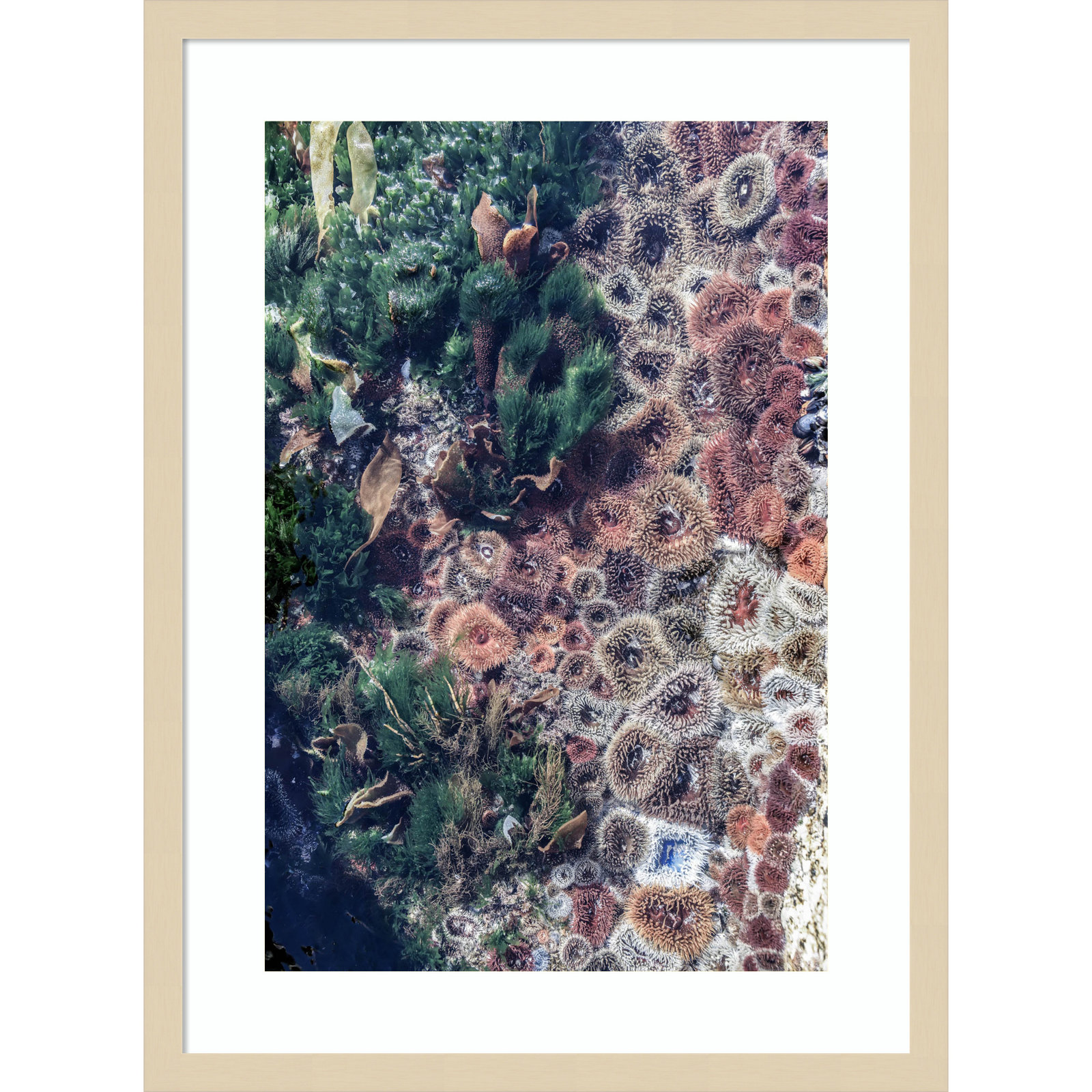 Daisey "Ocean Curiosities" Print, Brown, 25" H x 19" W