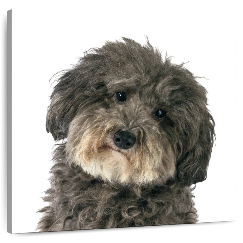 Brampt Molly The Dog, 24" H x 24" W