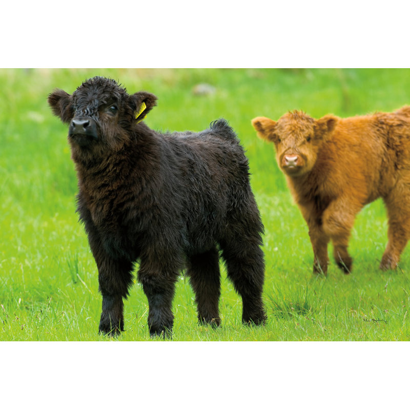 «Scottish Highland C Best» par Alan Majchrowicz, reproduction de photo sur toile tendue, H 12 po x l 18 po