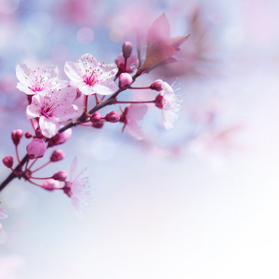 " Fresh Cherry Flowers Border "