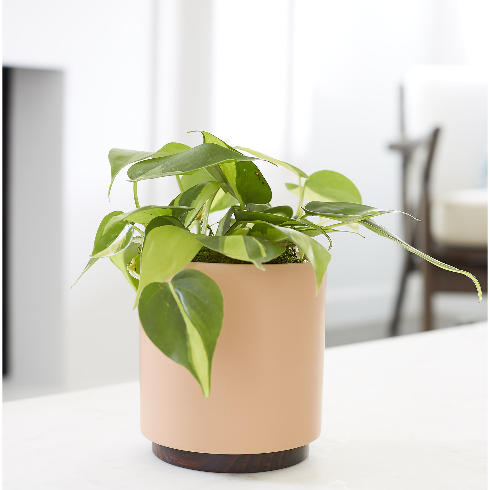 Byer Handmade Ceramic Pot Planter, Peachy Cotta