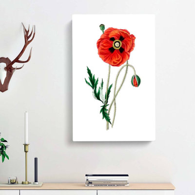Common Poppy Illustration - Wrapped Canvas Painting