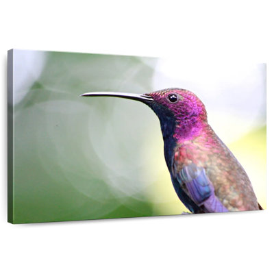Jamaican Mango Hummingbird
