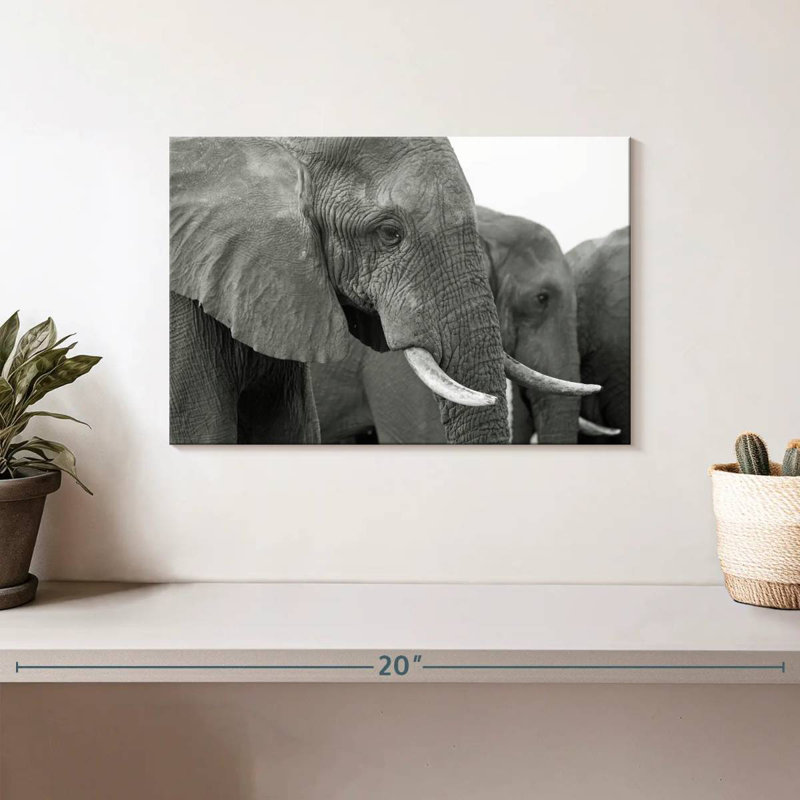 Brampt Elephant Ivory Tusks, 8" H x 12" W