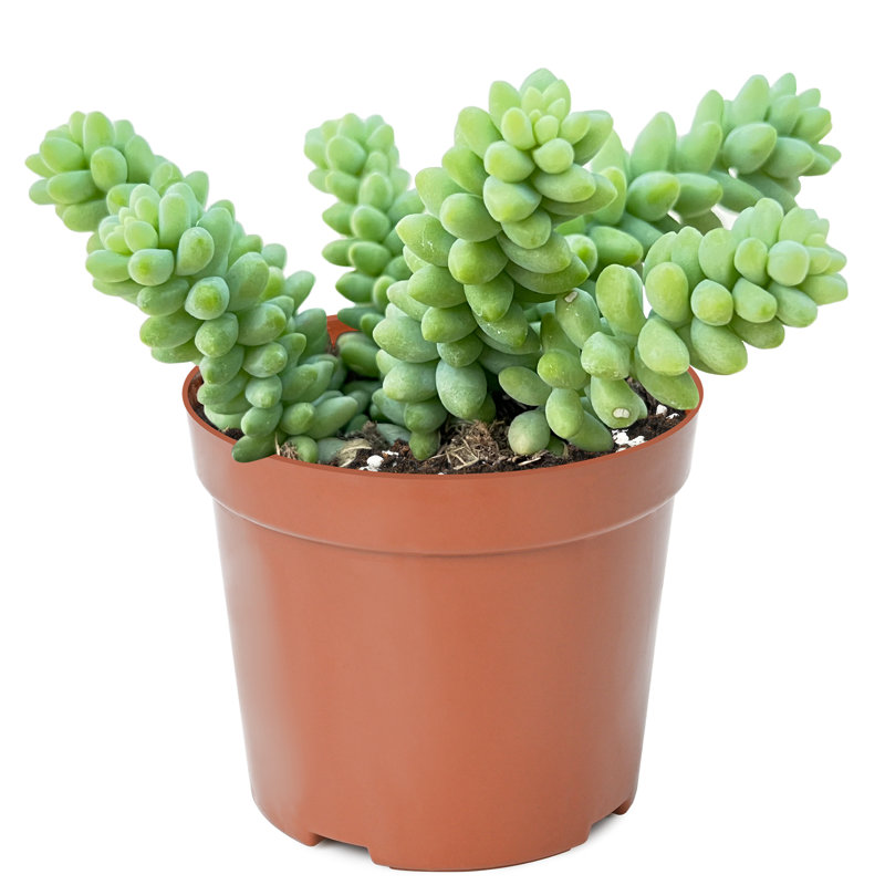 The Next Gardener Live Succulent Plant Low Maintenance Plant in Rattan Resin Planter