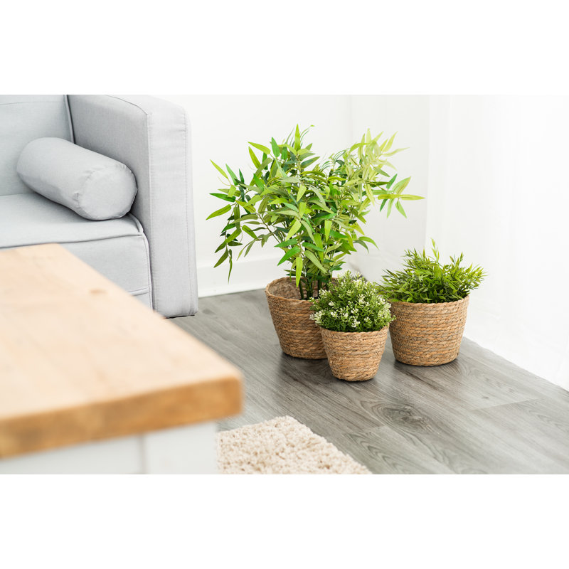Walbourne Pot Planter, 8.50cm H x 12cm W x 14cm D