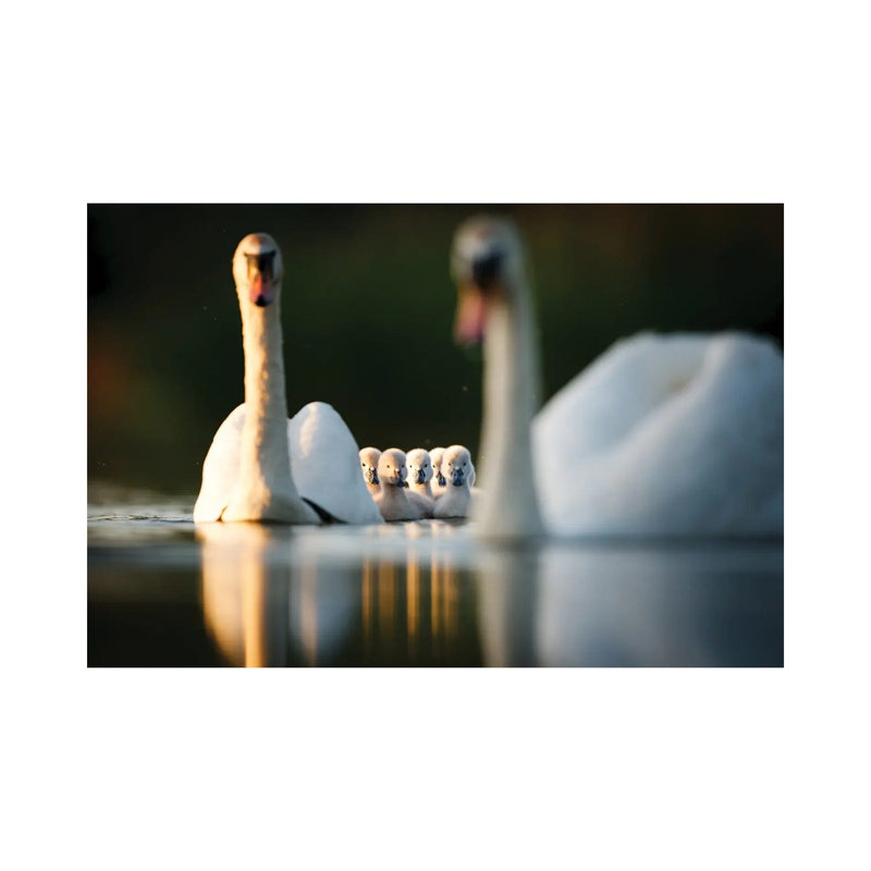 Swan Family by Mateusz Piesiak - Wrapped Canvas Print, 20.32 cm H x 30.48 cm W