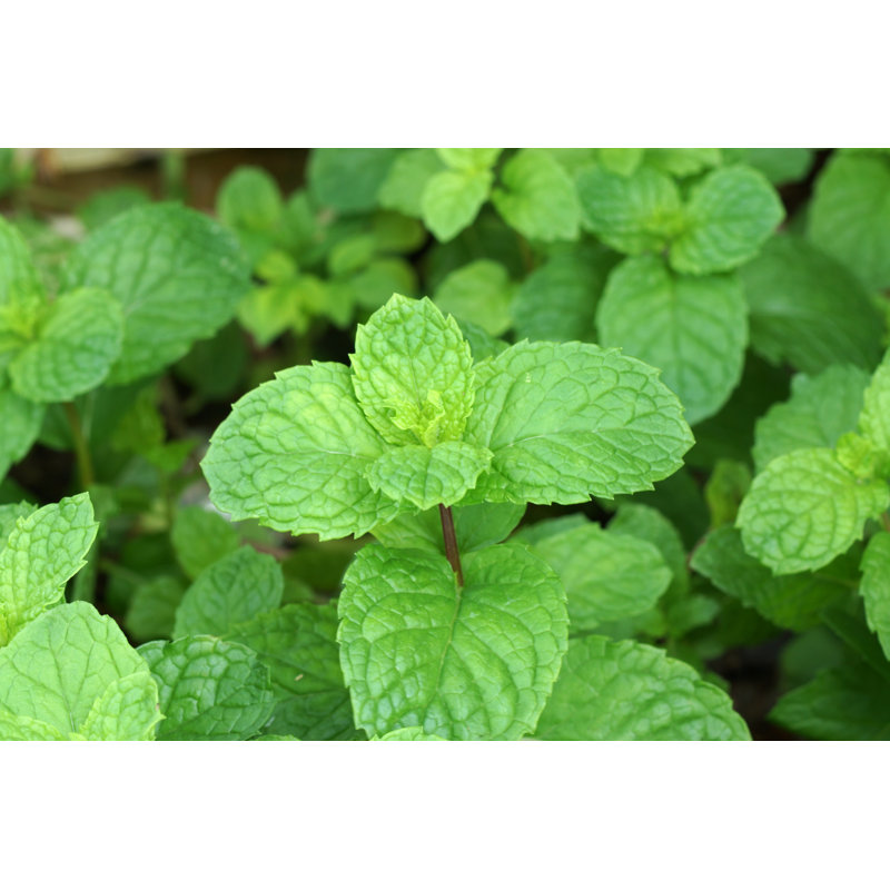 «Mint Leaves» - Photographie sur toile tendue, L 12 po x H 8 po