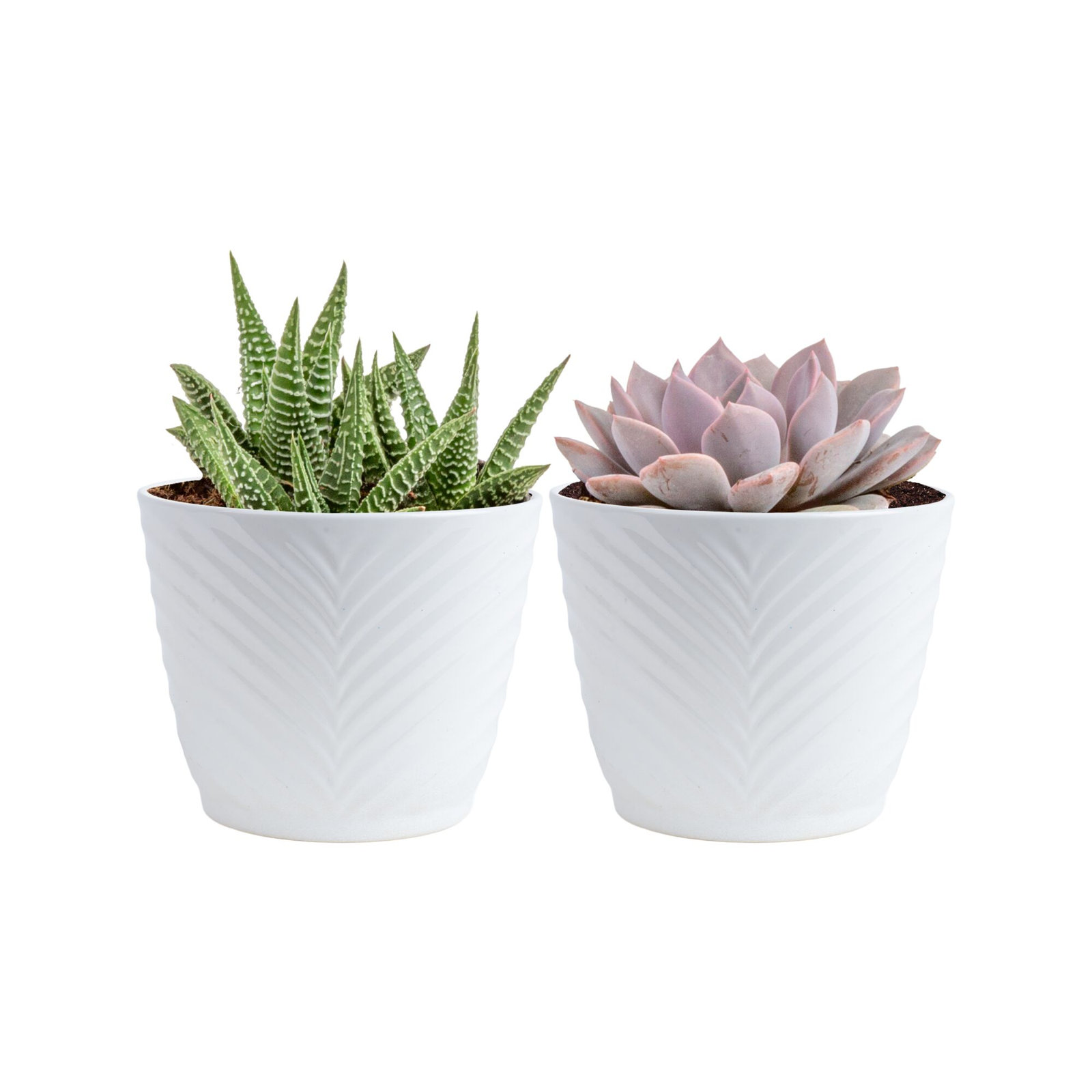 Costa Farms Assorted Succulents