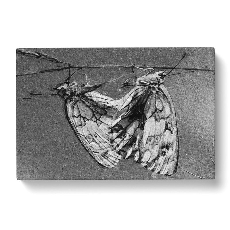 Two Butterflies - Wrapped Canvas, 35cm H x 50cm W x 3cm D
