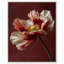 Merlot Blush Blossom I Print by Oliver Gal-351767765-351767762