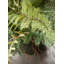 11'' Faux Fern Plant in Freestanding