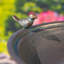 Bain d'oiseaux sur piédestal en métal Mattison-1137141327